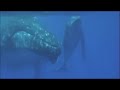 Swimming with Humpback Whales