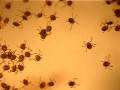 videos de newborn tick larvae (2)