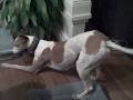 videos de Greyhound Freakout