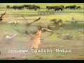 La chasse et la fuite  �tonnant humour