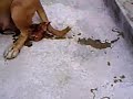 Parto da penny