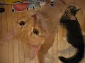 Milo and Minou beg for breakfast