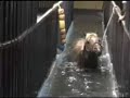 The 5W Ranch utilizes a unique, customized, state-of-the-art hydrotherapeutic exercise and conditioning device known as the Underwater Treadmill.  The Underwater Treadmill is in-ground, 54' long with a 12' stainless steel treadmill housed in a fully-enclosed, climate-controlled environment for year-round operation.  The water is appropriately heated to complement the weather.  The Underwater Treadmill was built as a permanent, in-ground structure custom-designed and built to Donna Witt Preskitt's specifications.  The flooring is a steady, cushioned surface with all wall and rail corners rounded for the safety of the horses.  Handlers are protected by steel railing that allows full access to horses at all times.  The operational machinery is located in an underground, sound-proof storage unit.