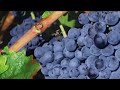 Viña Albina Tinto Gran Reserva - Curso de Cata Vinoselección
