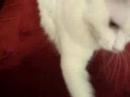 White Cat 1 White Cat 1