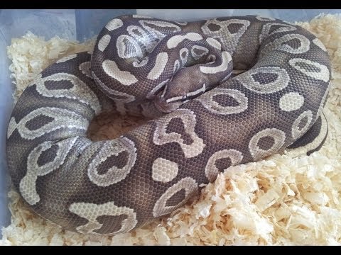 YouTube reptile video