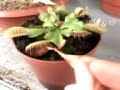 sundew sundew