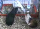 Meerschwein mag Hase Meerschwein mag Hase