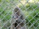 baboon eating
