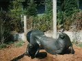 Scenes from the Columbus Zoo (Ver 2)