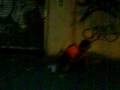 videos de Caja gato part 1