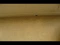 un-satlite-en-mi-balcn.html