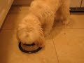 Starving Dog Starving Dog