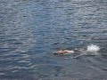 Wades September swim