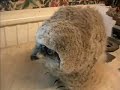 Adventures of Alfred, the Owl Chick Adventures of Alfred, the Owl Chick