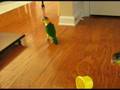 3 baby caiques