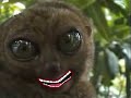 This is Sparta!!! - Dramatic Lemur