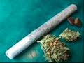 cannabis sativa