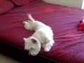 harvey vid 2