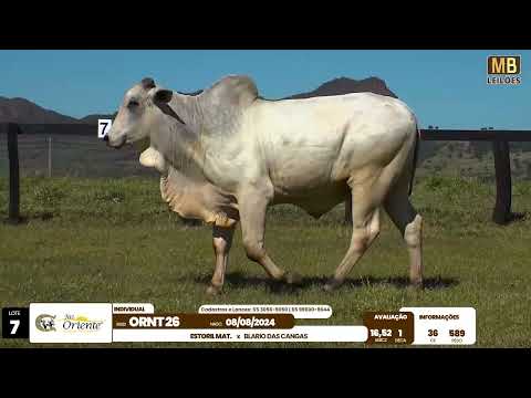 1� LEIL�O PRODU��O FAZENDA ORIENTE