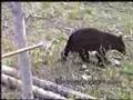 Black Bear Came Tumbling Down Bow Hunt