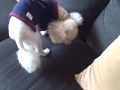 New Sweater for Dog