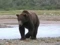 Katmai Bear - Kukak Bay