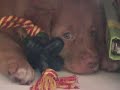 Sasha wakker en Sasha slapen Sasha wakker en Sasha slapen