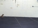 buddy's first open show