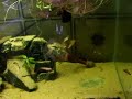 Betta babes Betta babes