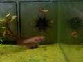 Betta babes
