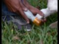 PEDIPAWS FREE REFILLS LIFETIME