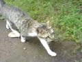 CatWalk..!!!
