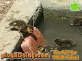 baby-ducklings-climbing-up-an-incline.html