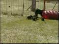 Boyero de Flandes video