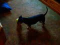 Fancy, The Crazy Dog