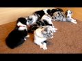 Berger Australien du Fond des Camps - Chiots de Flo et BeLucky