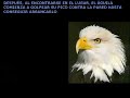 Renovaci�n -  El �guila