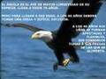Renovación - El águila