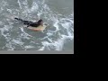 Itsas denboralea Zarauzko moilan susflariekin Itsas denboralea Zarauzko moilan susflariekin