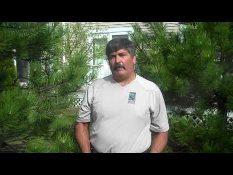 how to fertilize spruce trees