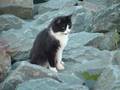 Tribute to the Breakwater Cats