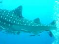 WHALE SHARK, CHUMPON PINNACLE, KOH TAO, THAILAND