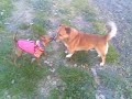 lady pincher nano caserta lady pincher nano caserta