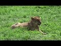 Safari in Kenya and Tanzania - YouTube