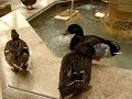 orlando-peabody-hotel-ducks.html
