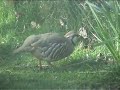 Red-legged Partridge