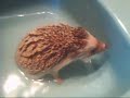 My hedgehog having a bath..Thistles bath time =)