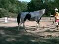 Training a horse to respond to a light touch