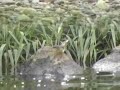 Grey Wagtail
